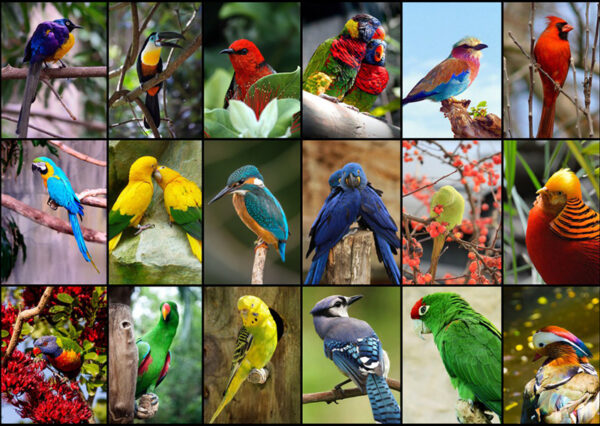 Grafika 1500p World's Most Beautiful Birds