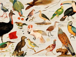 Linnut-palapeli 1000 palaa (Illustrated Faune). Palapelin kuvana Johannes Le Francq van Berkheyn tilaama eläinkuvitus.