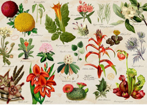 Illustrated Flora -palapeli on kasviaiheinen palapeli, joka on vanha dokumentti kasveista. Palapeli on saksalaisen Coppenrathin premium-laatua. 1000 palaa.