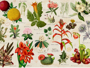 Illustrated Flora -palapeli on kasviaiheinen palapeli, joka on vanha dokumentti kasveista. Palapeli on saksalaisen Coppenrathin premium-laatua. 1000 palaa.