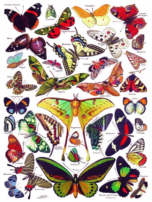 New York Puzzle Company 1000p Butterflies - Image 2