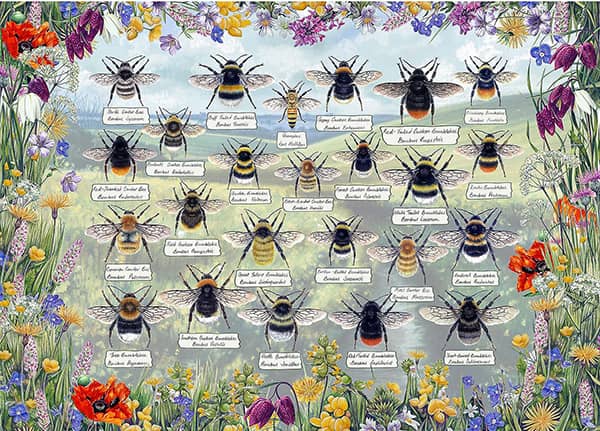 Brilliant Bees -palapeli, jossa eri kimalaislajit ja kukkia, joissa pölyttäjät viihtyvät. 1000 palan palapeli on kuin opetustaulu. Valmistaja englantilainen Gibsons.