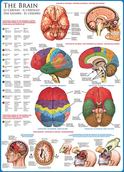 Aivot palapeli (The Brain) on Eurographicsin 1000-palainen. Kuva on kuin opetustaulu, jossa aivojen eri lohkot esitellään.  Eurographicsin palapelit on leikattu SmartCut-tekniikalla. Eli palat ovat monimuotoisia ja yksilöllisiä. Palapelikauppa Pieni Harrastepuoti