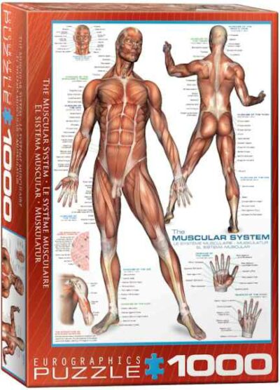 Muscular system palapeli 1000 palaa on kanadalaisen palapelimerkki Eurographicsin valmistama ihmisen lihaksisto -aiheinen palapeli.