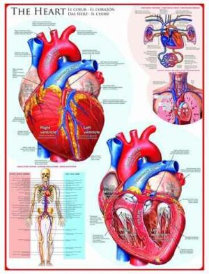 The Heart palapeli 1000 palaa on kanadalaisen palapelimerkki Eurographicsin valmistama  sydän-aiheinen palapeli. Kuvassa esitellään ihmisen sydän ja sen rakenne kuin opetustaulussa.