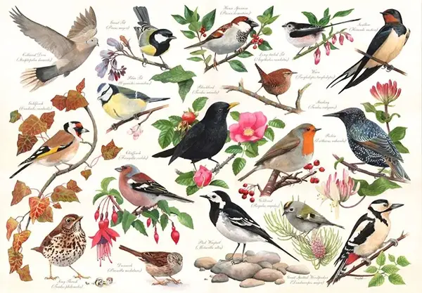 HOP Birds in my garden -palapeli 1000 palaa on brittiläisen House of Puzzles (HOP) valmistama. Käpytikka, sinitiainen, varpunen, tikli, rastas, hömötiainen ja muut ihanat puutarhan linnut HOPin palapelissä.