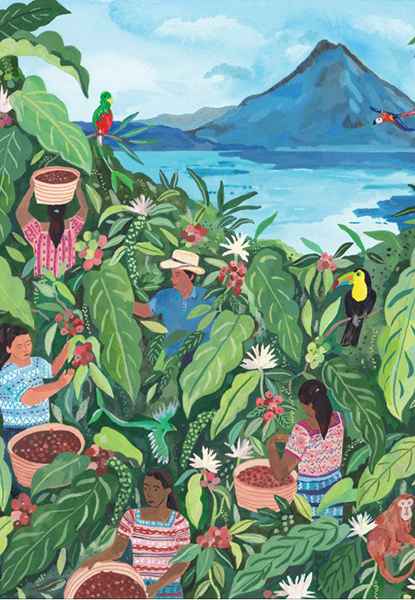 Guatemala-palapeli 1000 palaa on ranskalaisen Pieces & Peacen palapeli. Miranda Sofroniou'n kuvittamassa palapelissä guatemalaiset keräävät kahvin papuja.